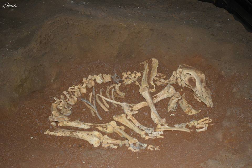 21430438_1598124293551256_2001596124674892833_n