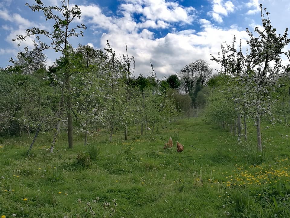 31437371_10213653712048632_6252686125689288124_n