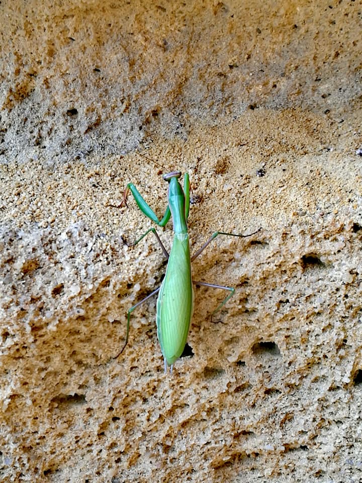 41971008_10214636274212072_1141191386280755200_n