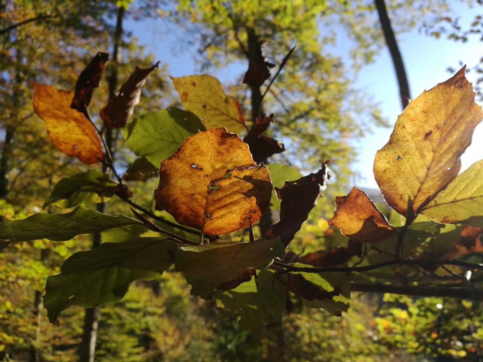 44699174_10214874815295450_619929841428332544_n