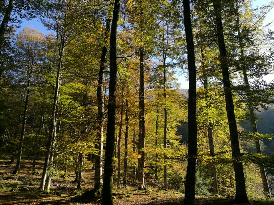 bosque-lekunberri bosque-lekunberri
