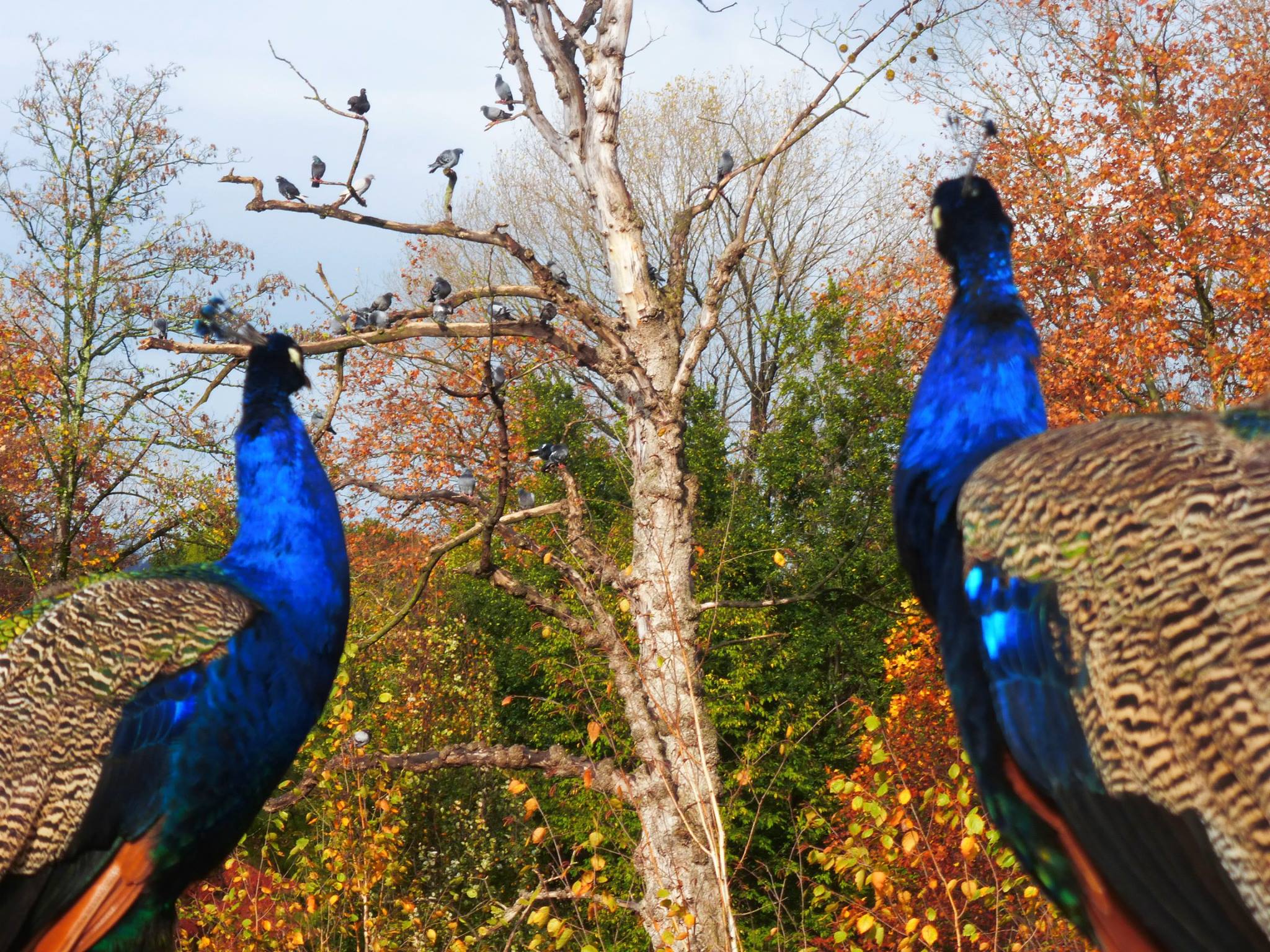 10655388_10204190065343379_9041782500846551627_o