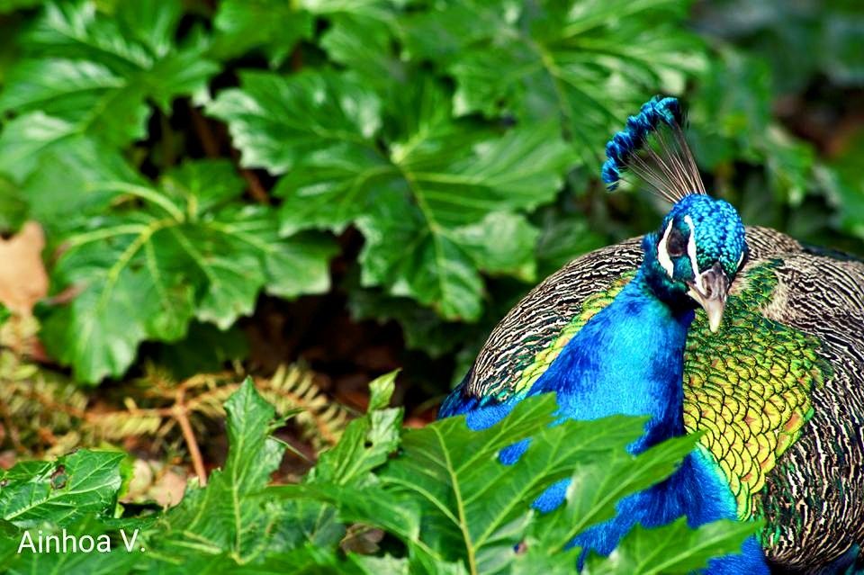 12065625_1281812071848128_8639046984109332559_n