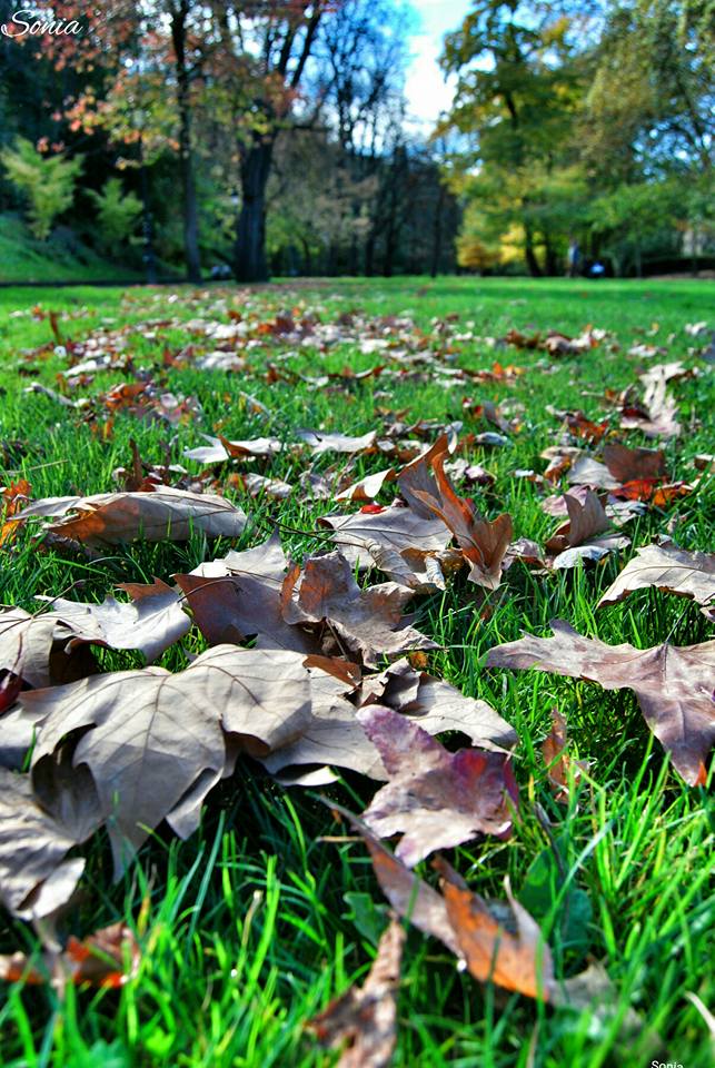 15027455_1280941875269501_8045505394131499226_n