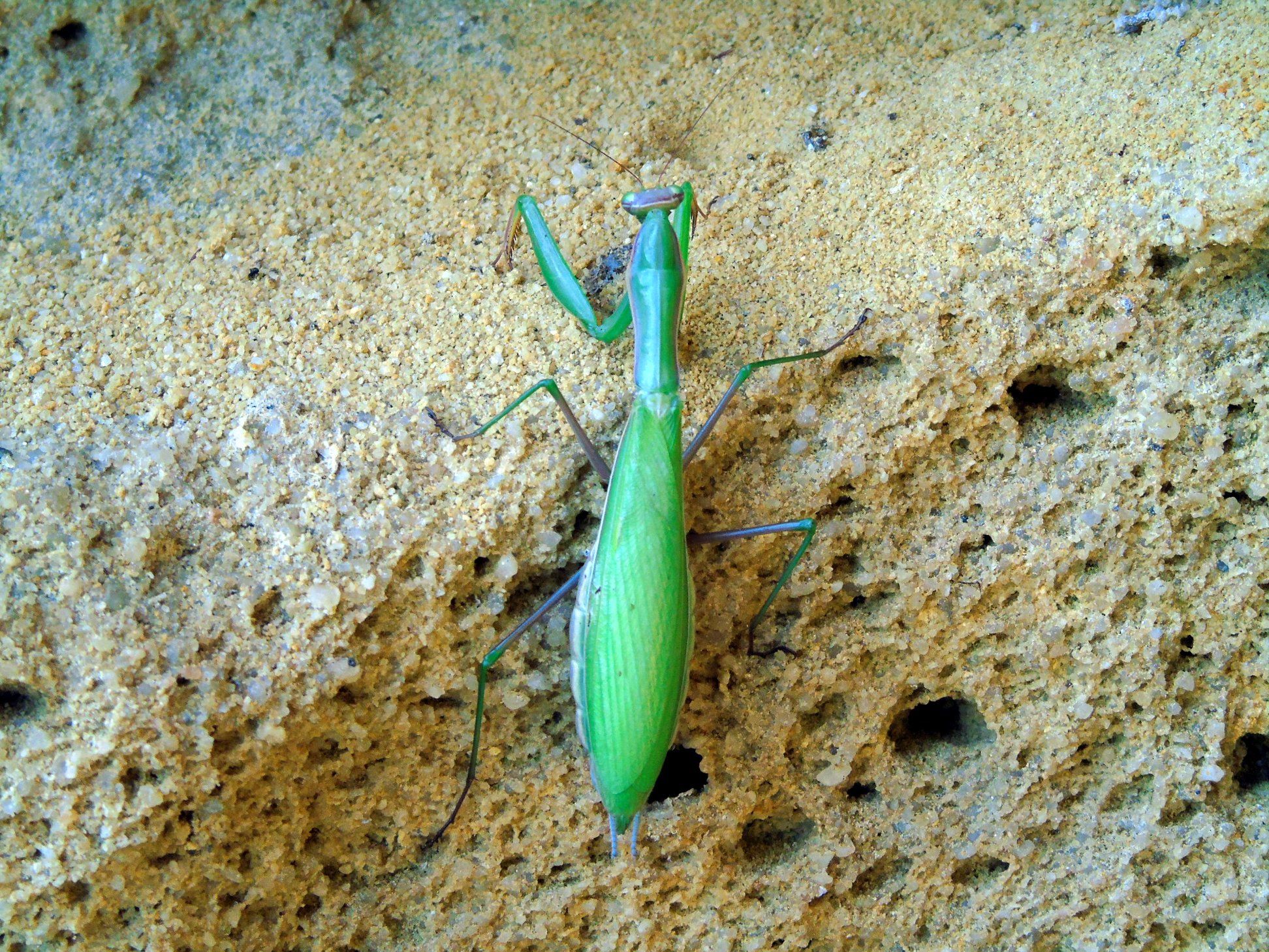 47576579_10215177743348462_4336663791992307712_o