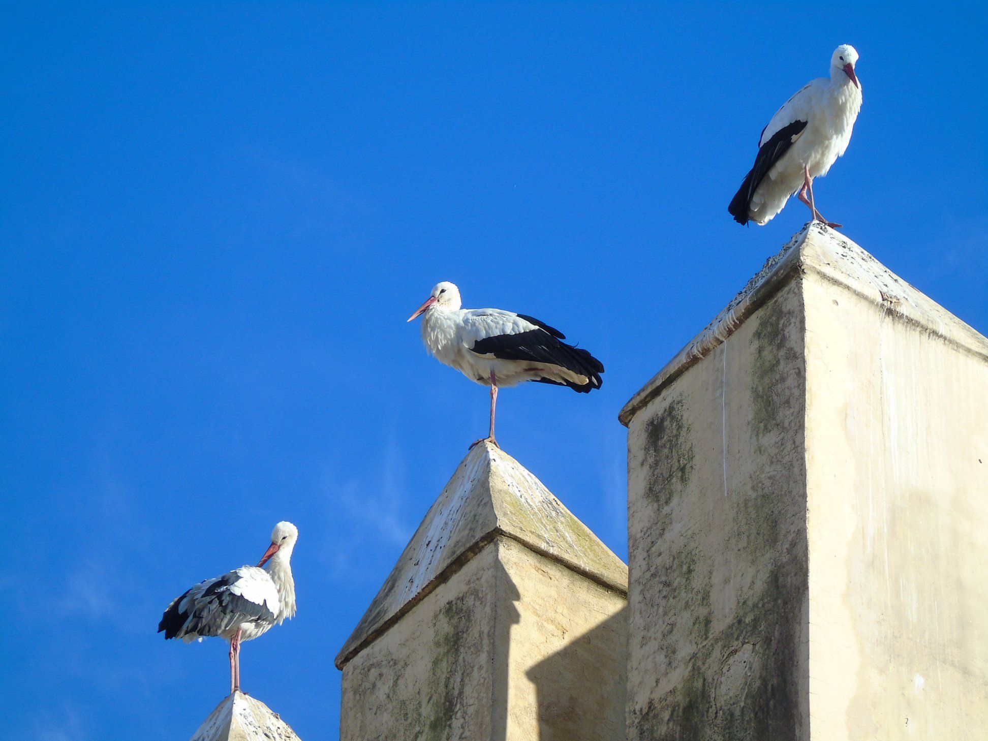 49845056_10215385783349332_3608364465327702016_o