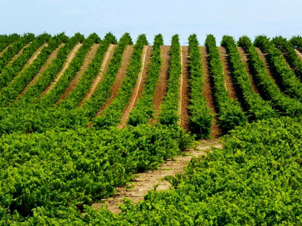 17991993_10210672925050820_1925292521533383341_n