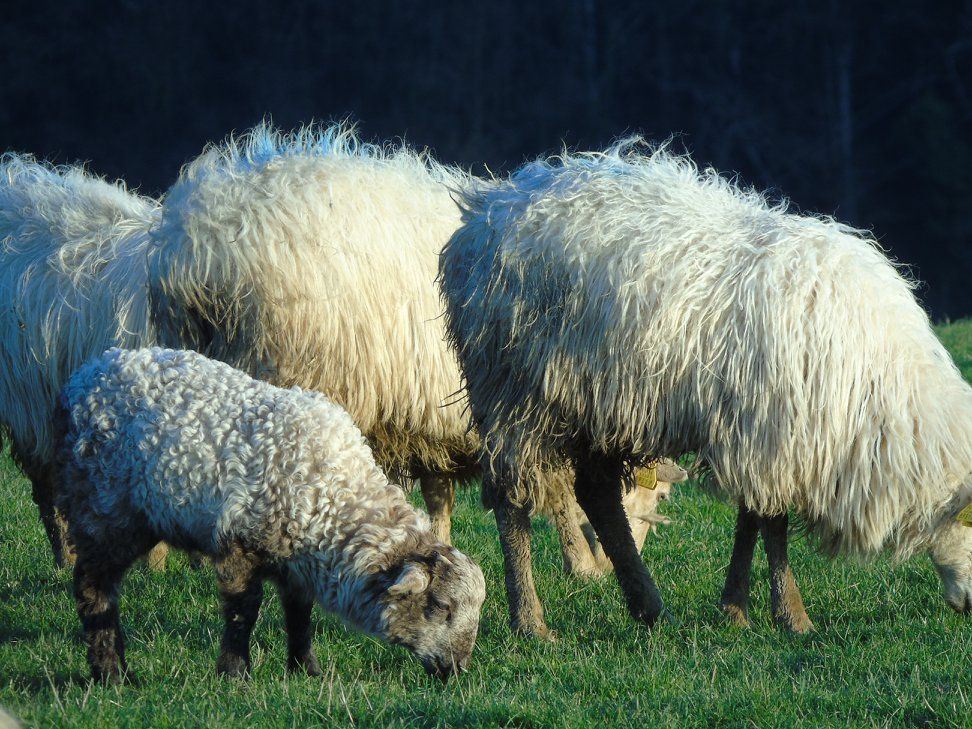 28238963_10213207786260766_7716946614273142495_o