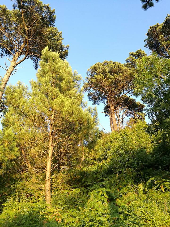 20292833_10211591802462181_6537154506921576854_n